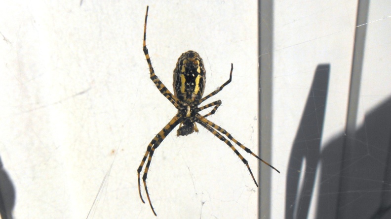 2024-09-16 17.53.02 Banded Garden Spider (Argiope trifasciata) in bright sunlight in web against house, eating